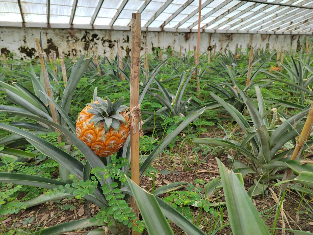 Plantação de Ananás dos Açores (Ponta Delgada)