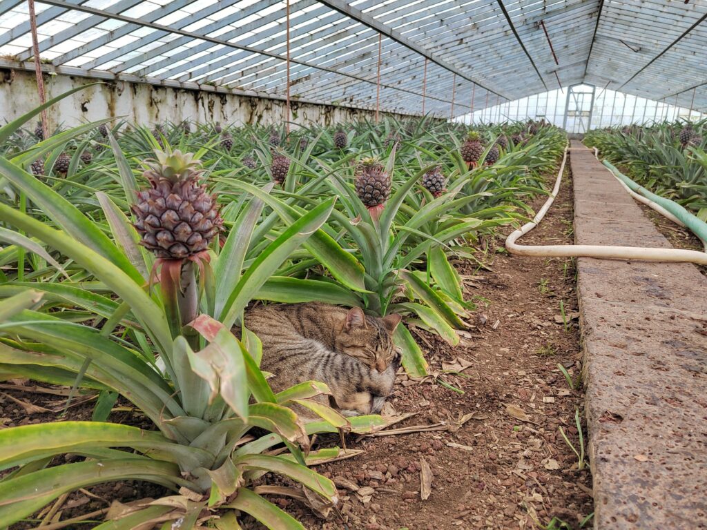 Plantação de Ananás dos Açores plantation