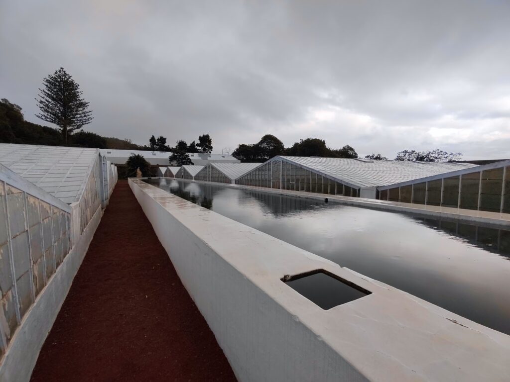 Plantação de Ananás dos Açores